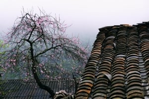 peach in ha giang