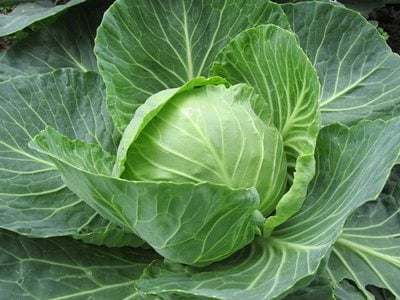 White cabbage