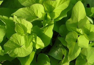 Sweet potato leaves