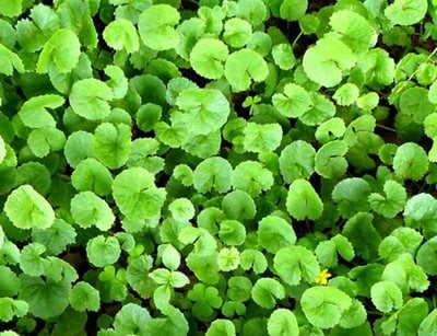 Pennywort