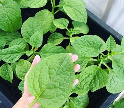 Malabar spinach