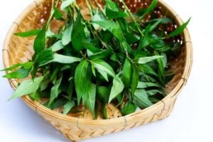 vietnamese hot mint