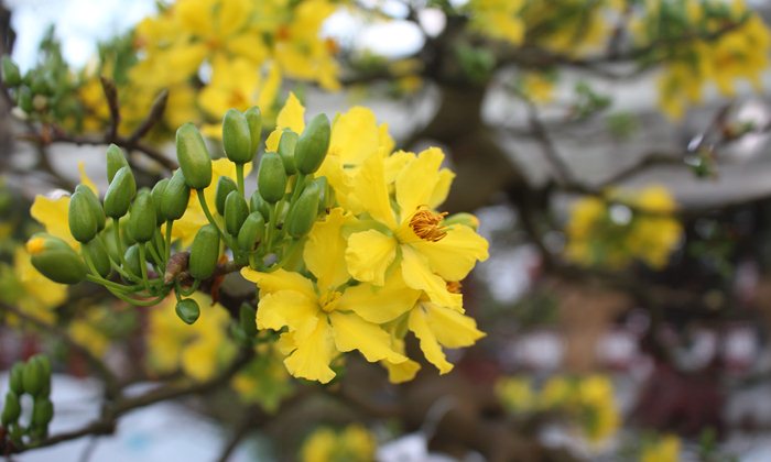 apricot flower