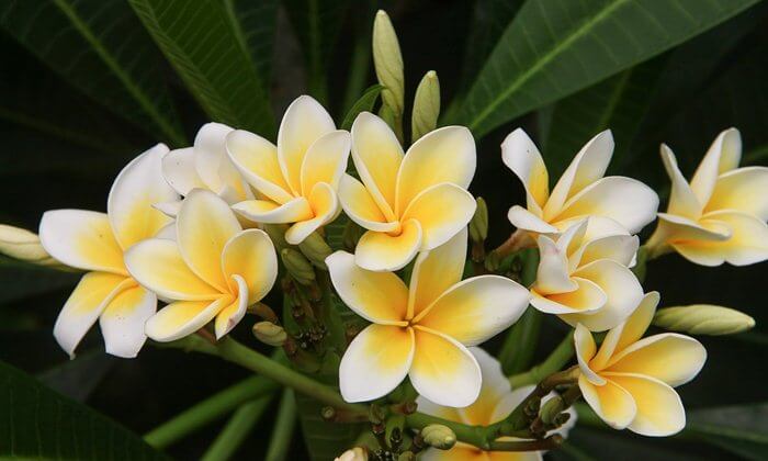 frangipani flower