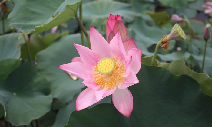 Lotus flower