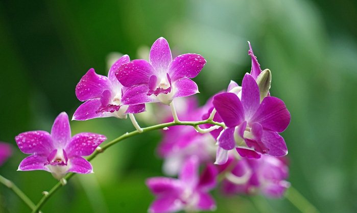 orchid flower