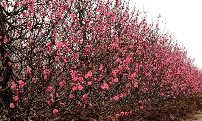 peach flower