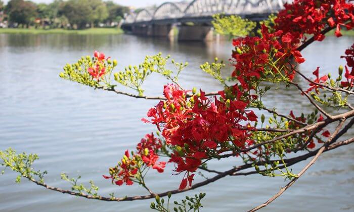 Poinciana