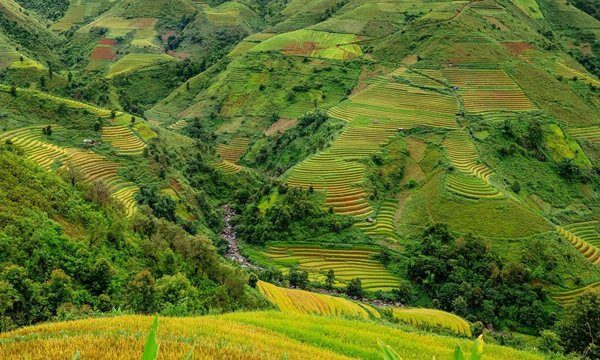 rice fields in Vietnam