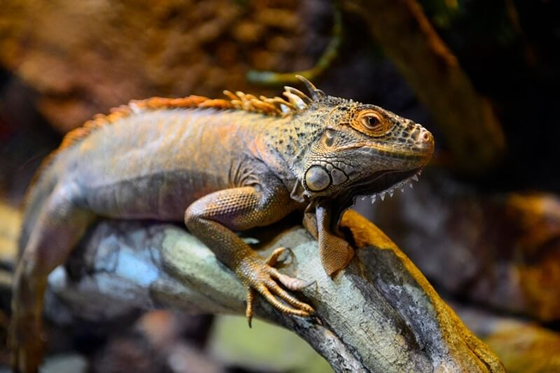 animal in phu quoc national park kien giang