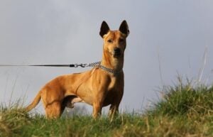 phu quoc ridgeback