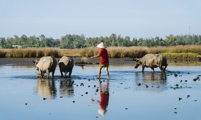 year of buffalo horoscope