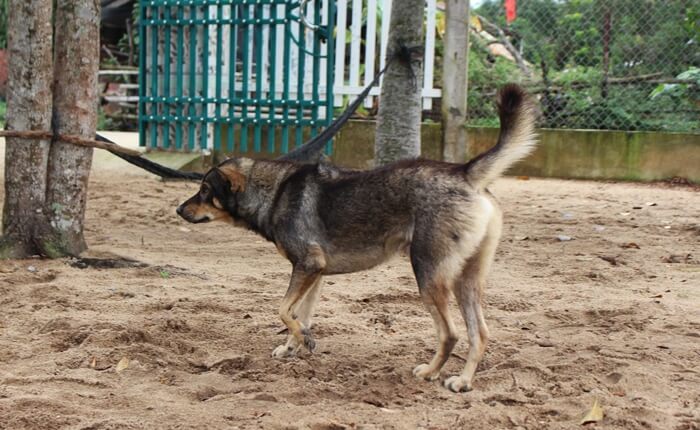 vietnamese dog