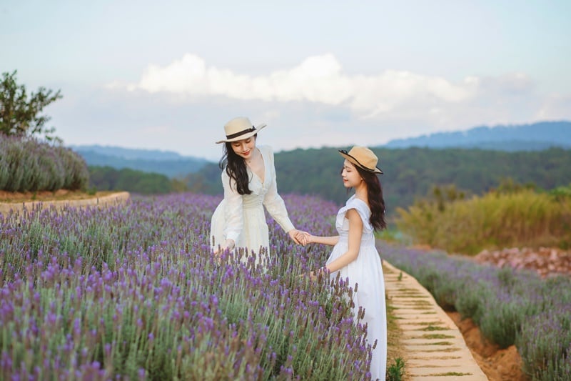 lavender garden dalat