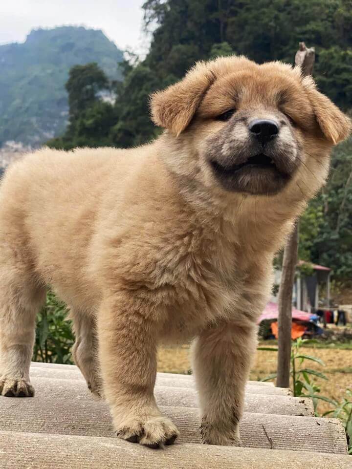 Bac Ha dog in Vietnam