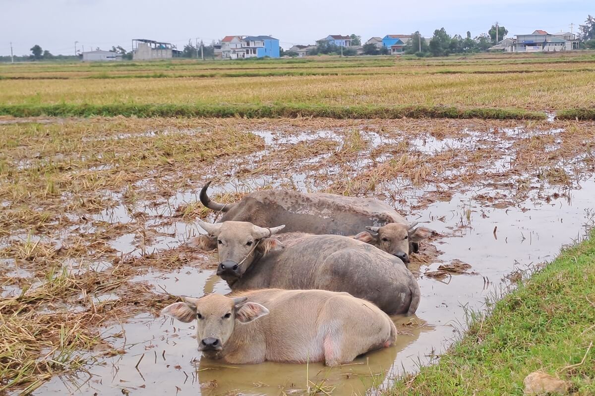 buffalo in the countryside