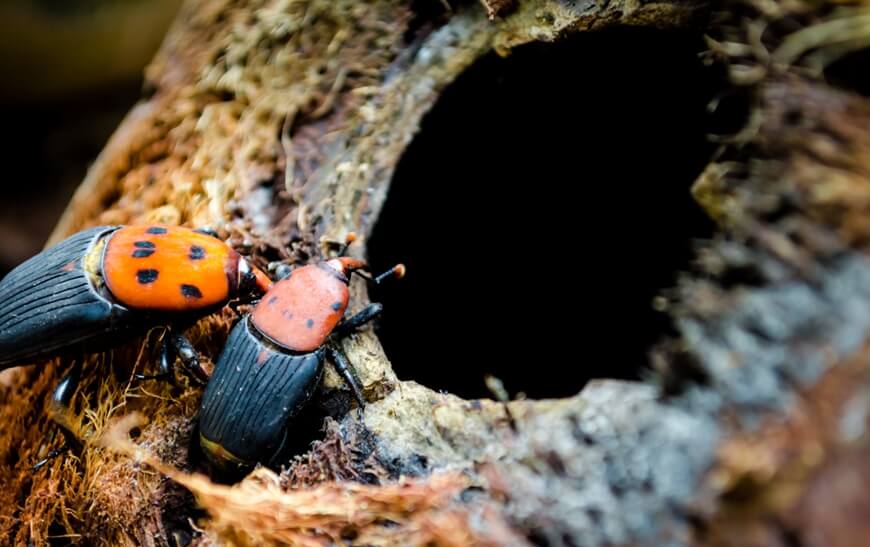 coconut weevils