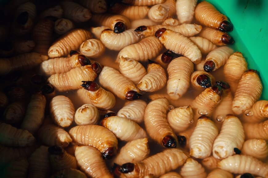 Coconut worms in Vietnam