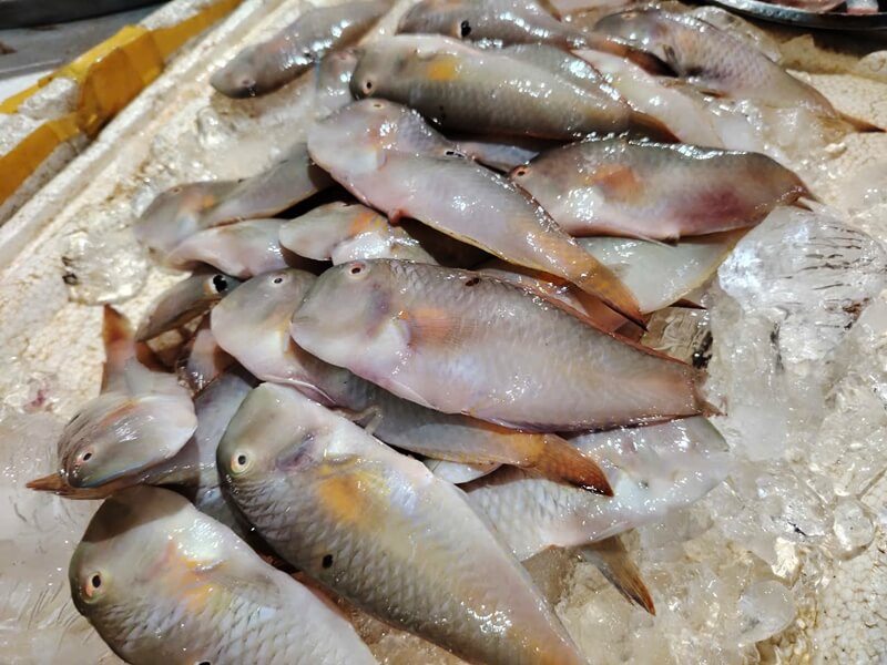 cow tongue fish