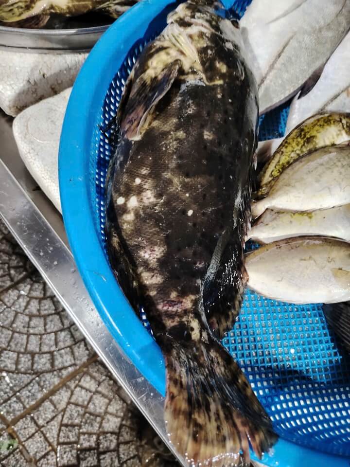 grouper in Vietnam