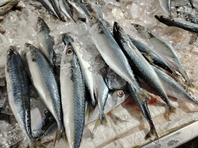 mackerel fish