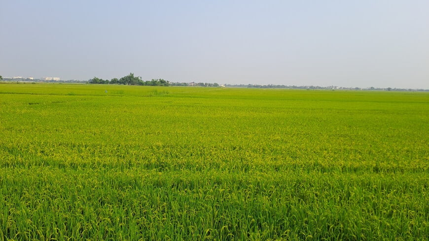 rice field full of grains