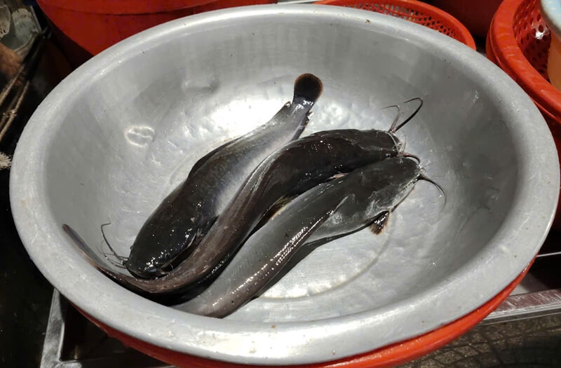 Vietnamese catfish