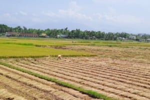 Vietnamese countryside