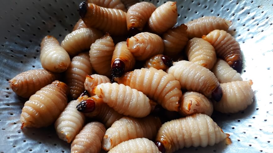 Young coconut worms