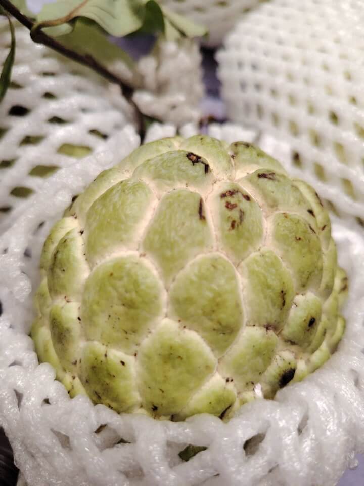 Custard apple