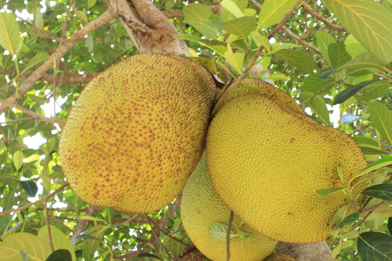 Vietnamese fruit