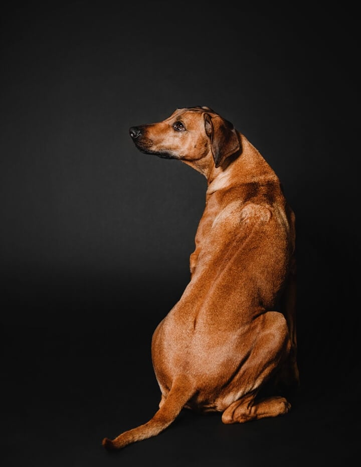 Unique feather swirl of ridgeback dog