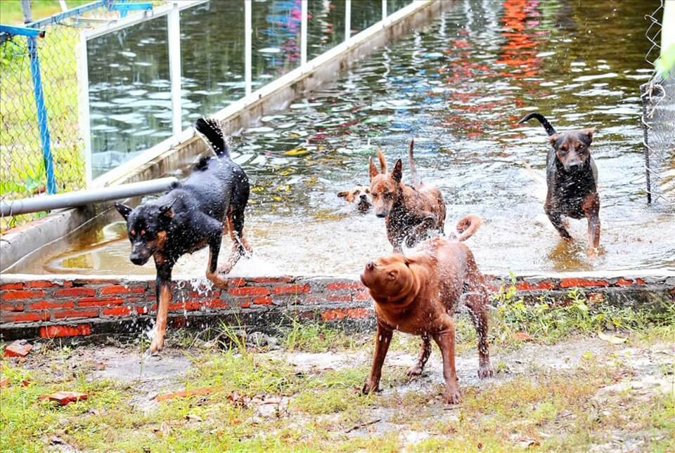 Phu Quoc Ridgebacks