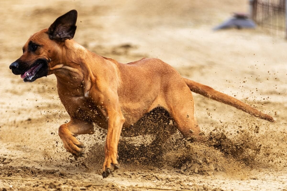 Phu Quoc Ridgeback dog