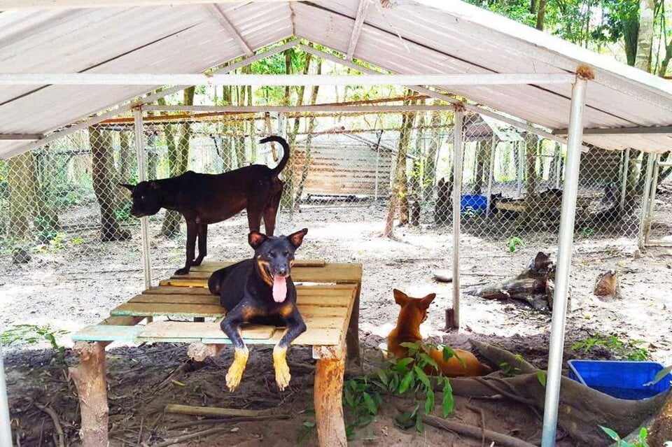 Phu quoc ridgebacks