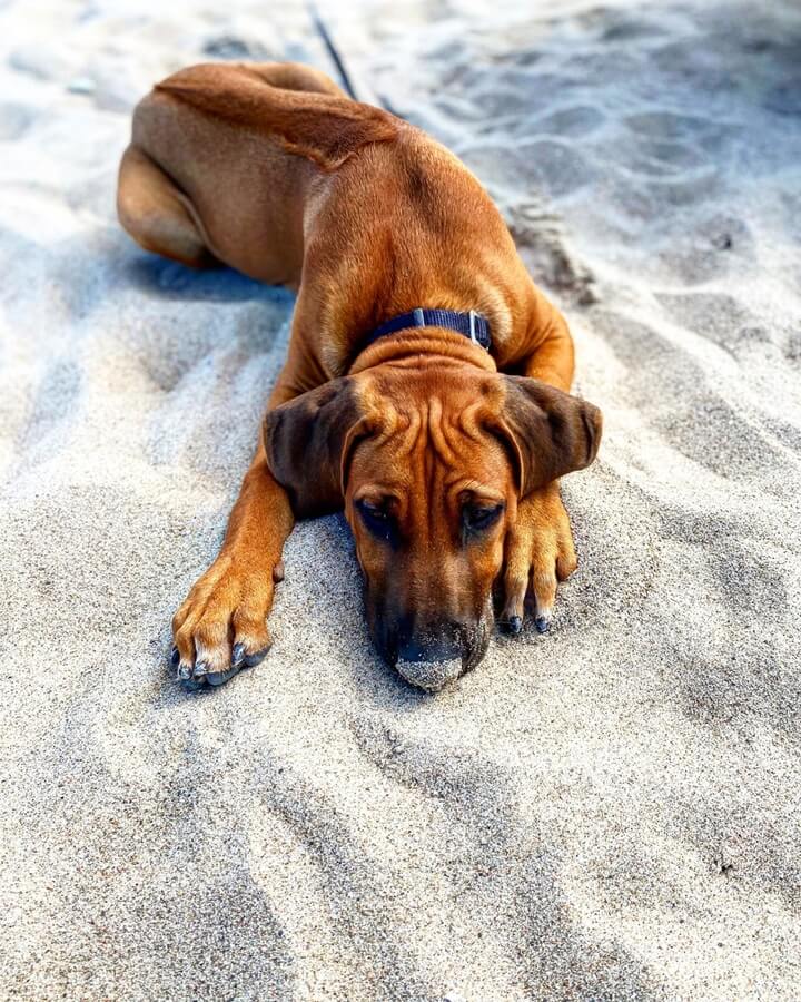 Popular ridgeback dog