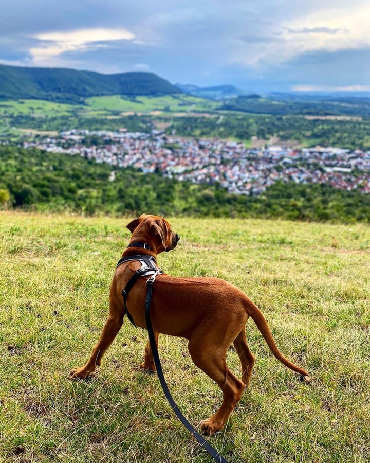 Ridgeback dog