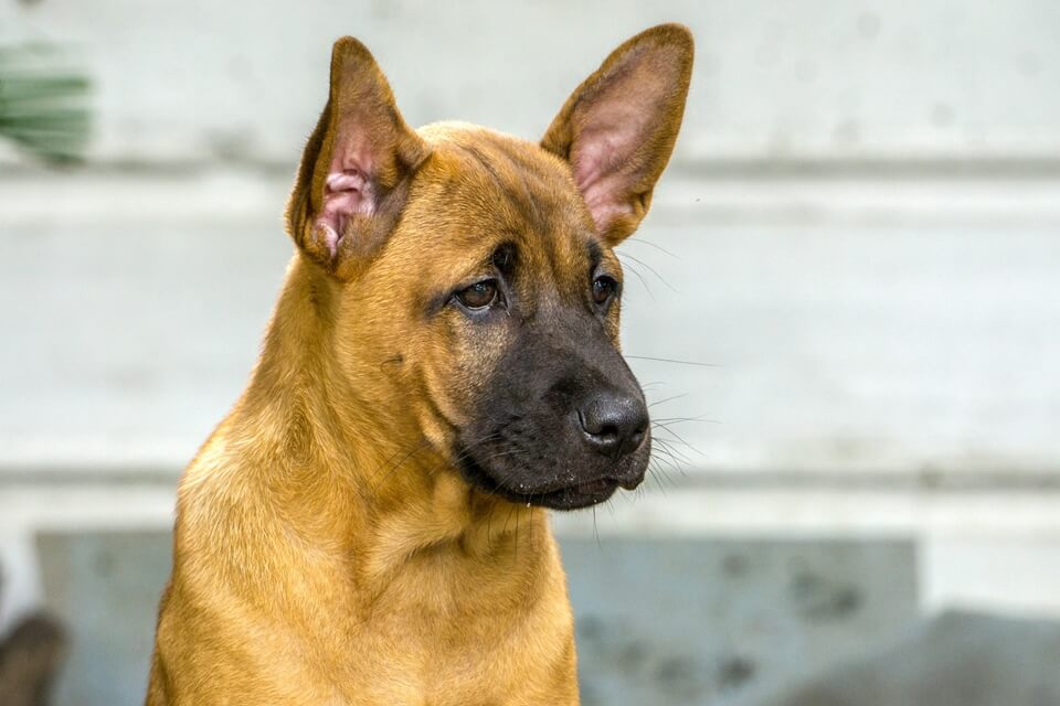 Beautiful Phu Quoc ridgeback dog photo