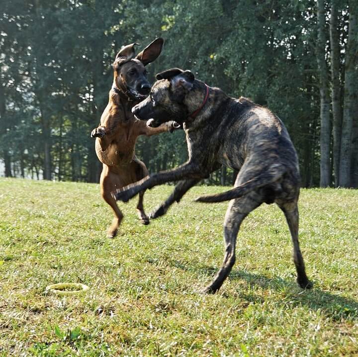 Tiger-stripe ridgeback dog